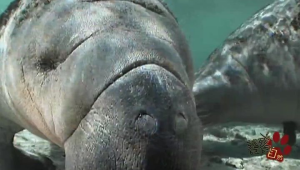 探秘饕餮：号虎食念背后的神秘传说与文化寓意